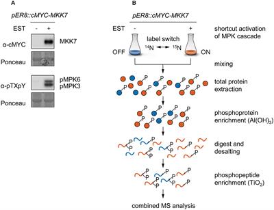 Combined 15N-Labeling and TandemMOAC Quantifies Phosphorylation of MAP Kinase Substrates Downstream of MKK7 in Arabidopsis